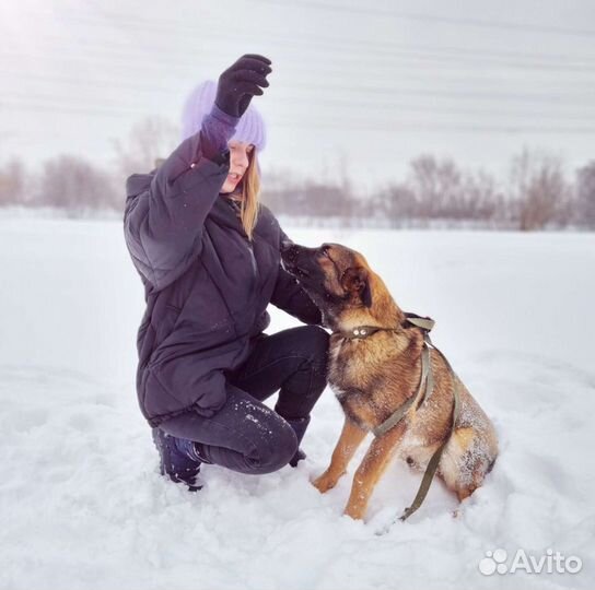 Собака Дружок ищет дом