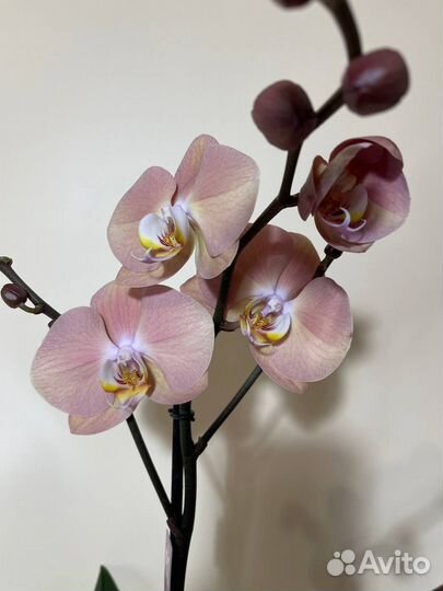 Орхидея фаленопсис стандарт