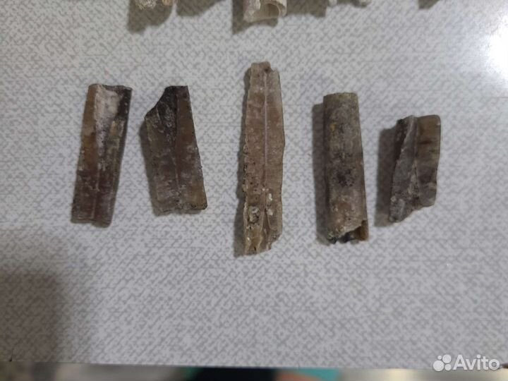 Белемнит Чёртов палец