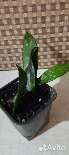 Хойя и другие комнатные цветы