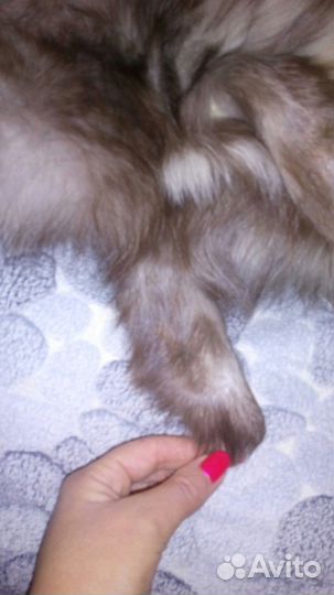 Продам шкурку песца
