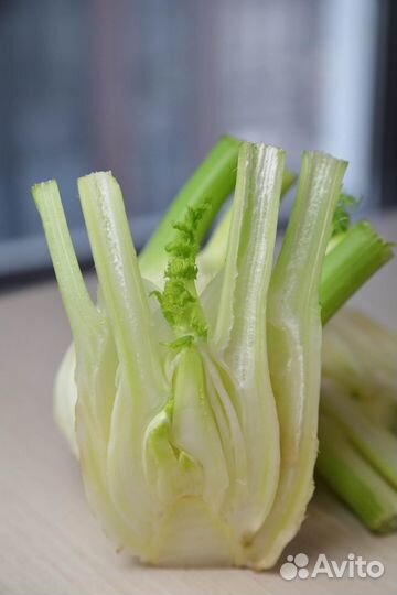 Семена Фенхеля 