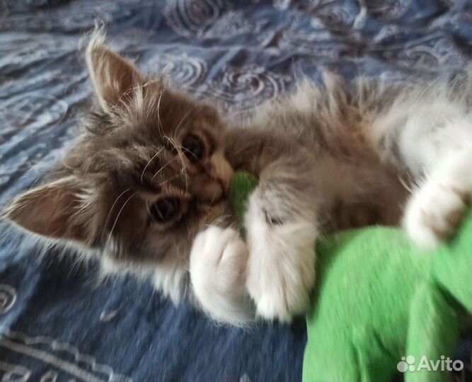 Пушистая Кроха ищет добрых хозяев