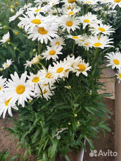 Ромашка садовая. Нивянник