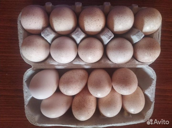 Инкубационное яйцо индейки Ред Бурбон