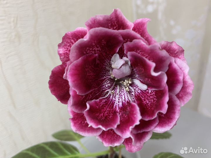 Глоксинии (детки)