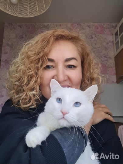 Передержка котов и котоняня на дом