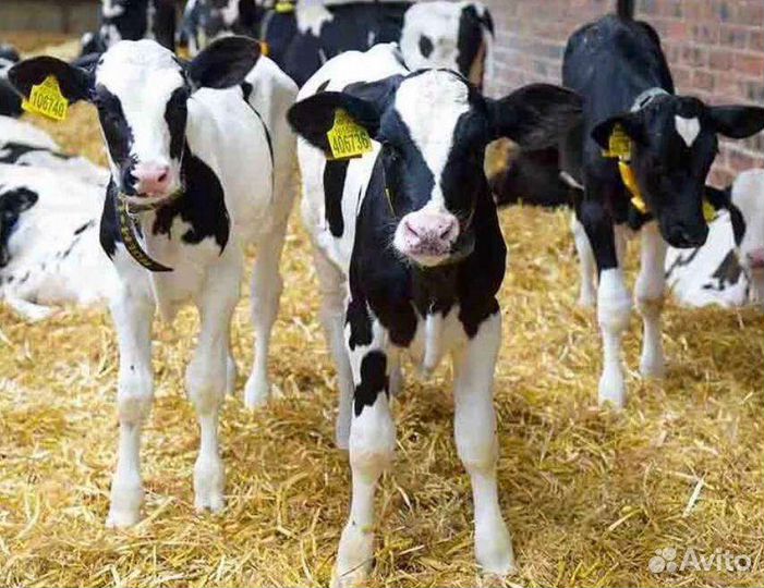Телята бычки