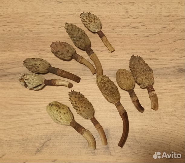 Шишки магнолии