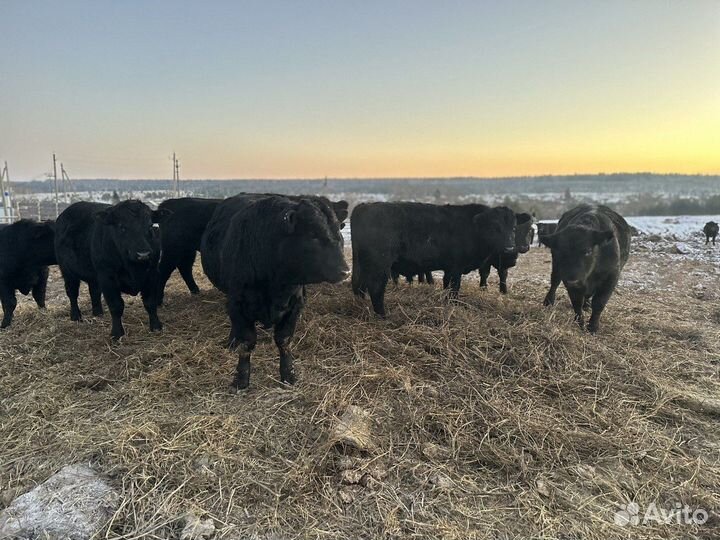 Продам крс мясной породы