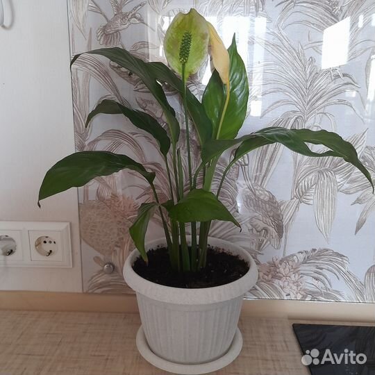 Женское счастье и Мужское счастье