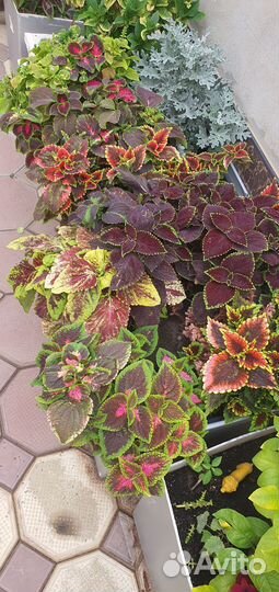 Продам цветы комнатные