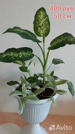 Комнатные цветы (дифенбахия традесканция монстера)