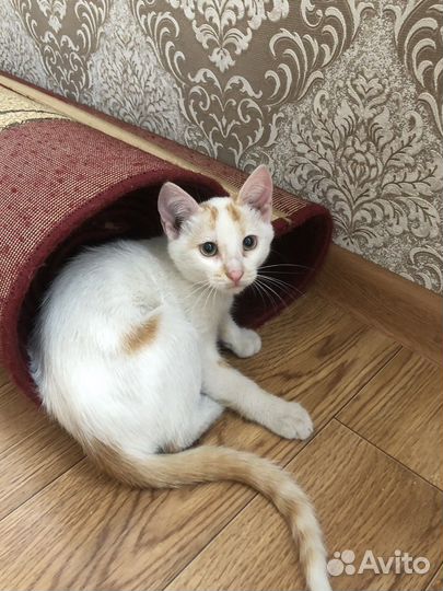 Отдаются коты в добрые руки. Два мальчика