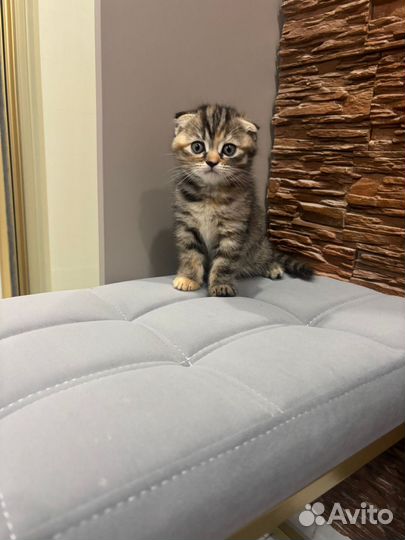 Шотландские котятки