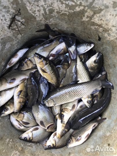 Малек карпа