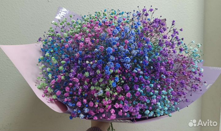 Гипсофила цветная