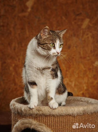 Чудесная Алиса в мраморной шубке ищет свое счастье