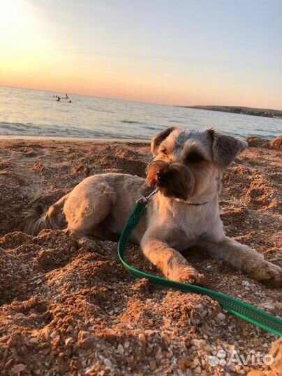 Случка собак