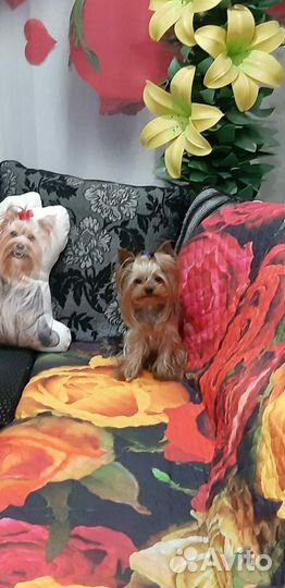 Йоркширский терьер