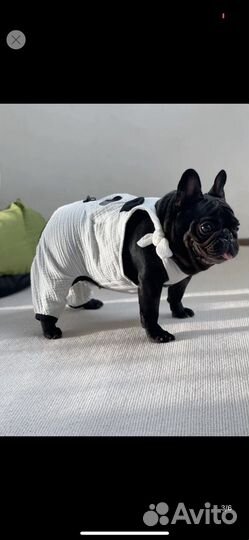 Уникальный комбенизон для собак