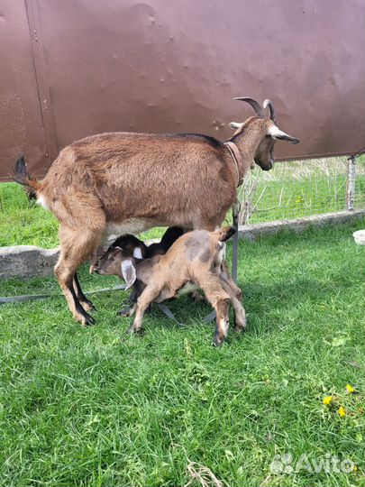 Козлята нубийские