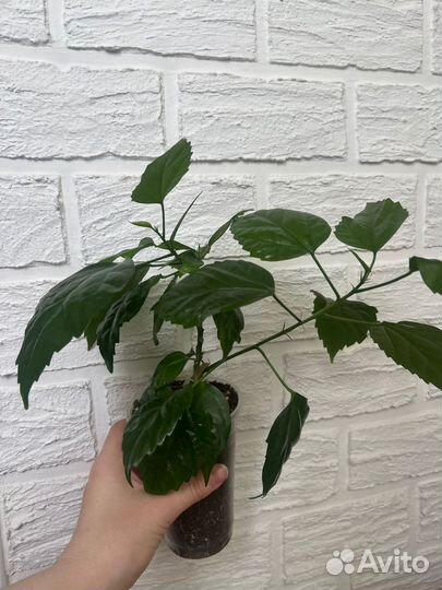 Китайская роза