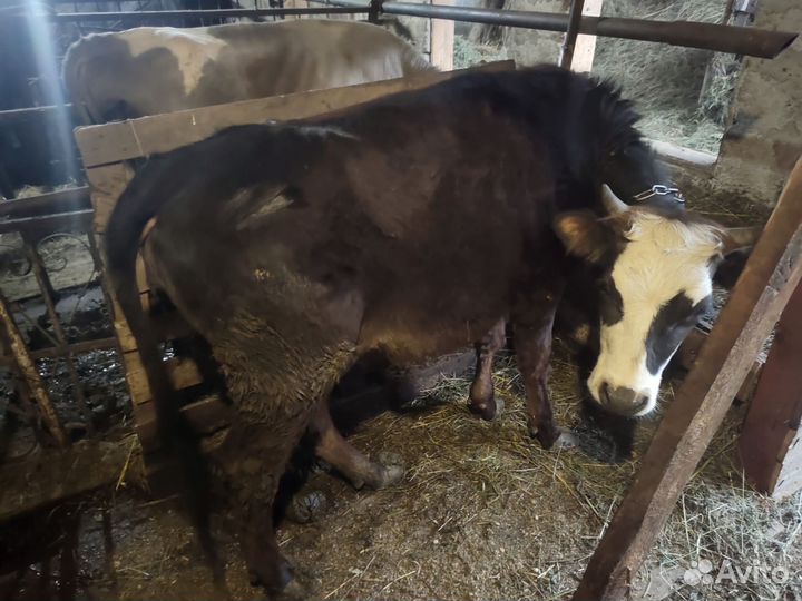 Корова стельная