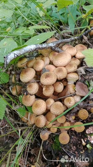 Маринованые опята, маслята, подосиновики