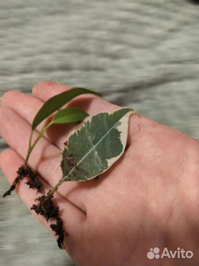 Комнатные растения цветы