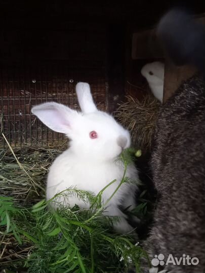 Калифорнийские кролики