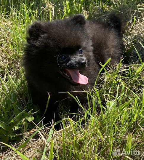 Мини девочка шпица