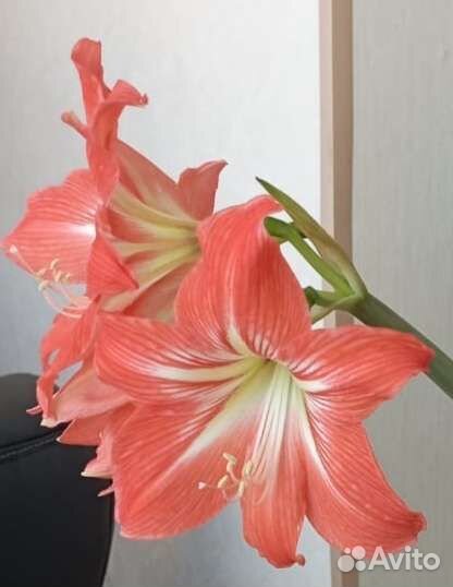 Гиппиаструм