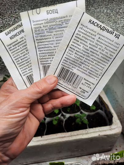 Рассада помидор