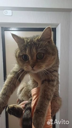 Кошка в дар