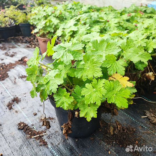 Герань крупнокорневищная почвопокровная