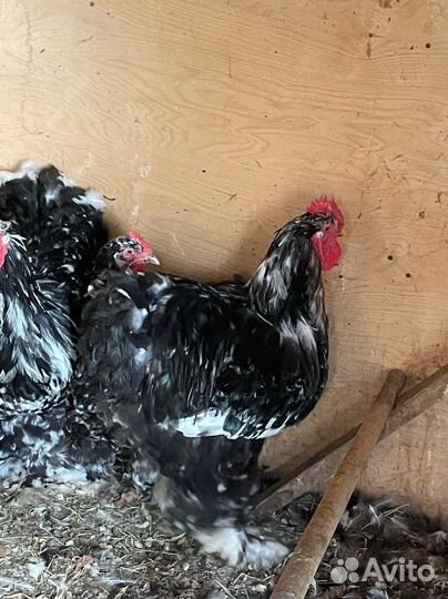 Курицы, Брама, Орпингтон, Джерсийский гигант