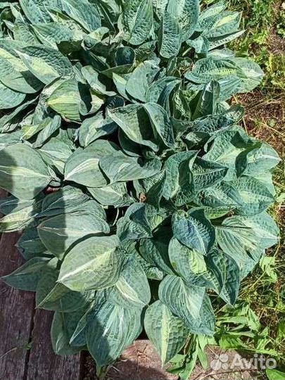 Хоста растение