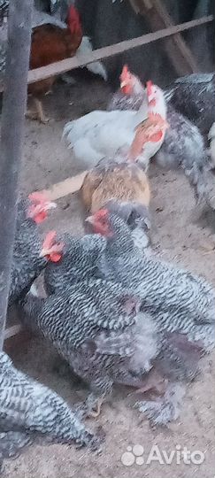 Пушкинские, мехеленская кукушка, голошейки