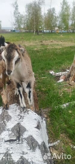 Козочки ламанча. Коза дойная