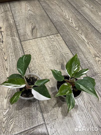 Филодендрон Вайт Кнайт (Белый рыцарь)