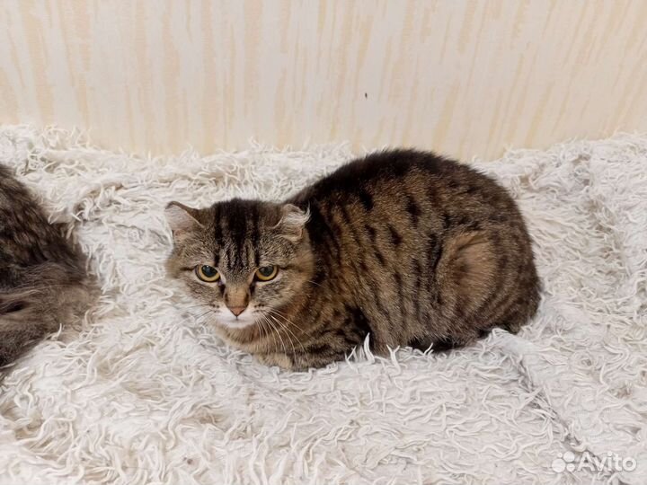 Кошечка очень нуждается в хозяине