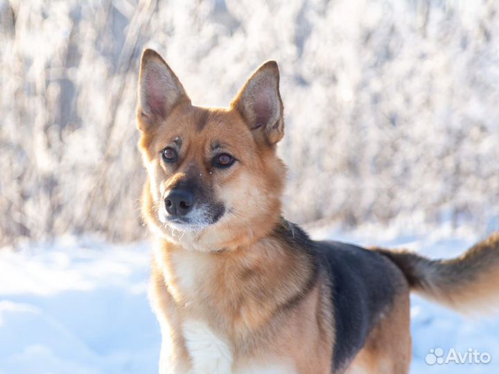 Собака Альма