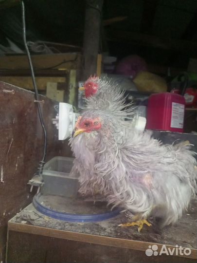 Карликовый кохинхин