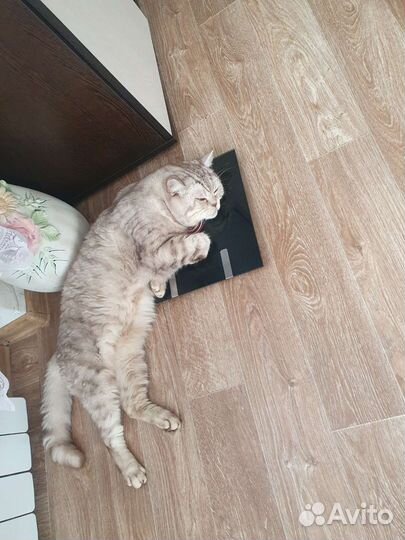 Котята Бриташки