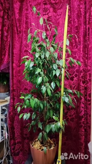 Фикус Бенджамина большой