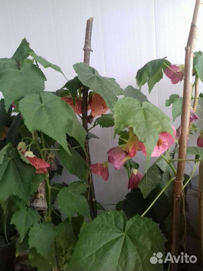 Комнатный цветок абутилон