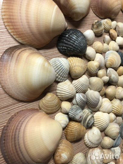 Ракушки, размер от 0,5 до 5 см