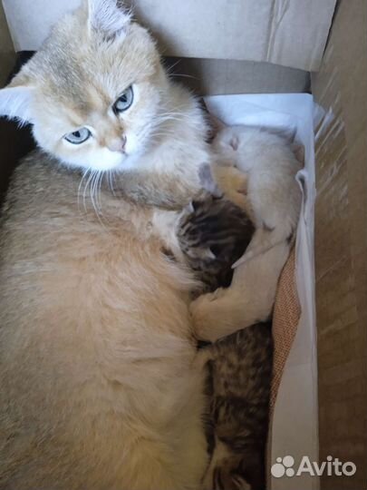 Замечательные котята