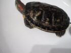 Черепаха с аквариумом